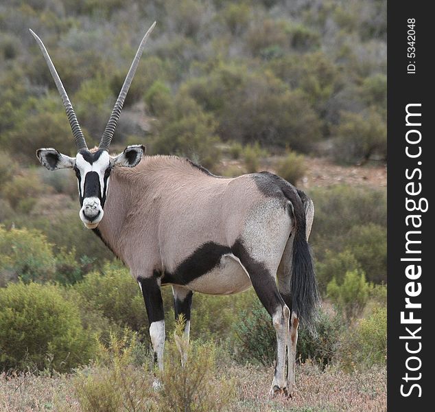 Gemsbok looking back over the small shrubs