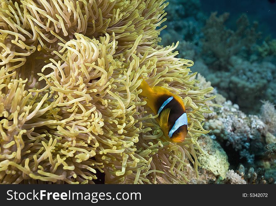 Red sea anemonefish (Amphipiron bicinctus) and bubble anemone taken in the Red Sea.