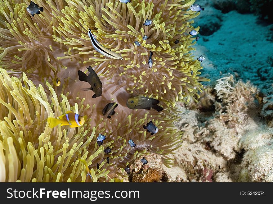 Red sea anemonefish (Amphipiron bicinctus) and bubble anemone taken in the Red Sea.