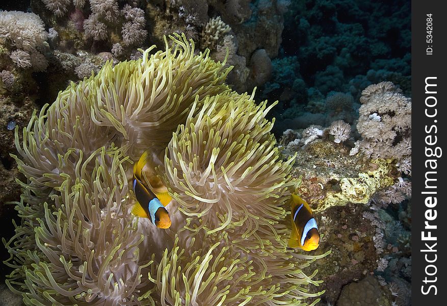 Red sea anemonefish (Amphipiron bicinctus) and bubble anemone taken in the Red Sea.
