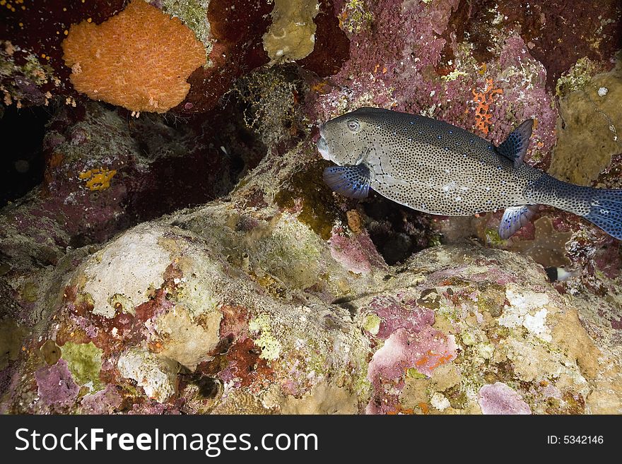 Yellow Boxfish (ostracion Cubicus)