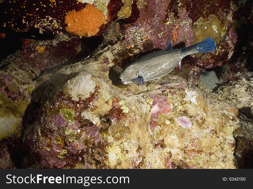 Yellow Boxfish (ostracion Cubicus)