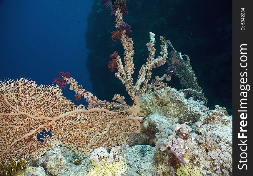 Coral and fish taken in the Red Sea.