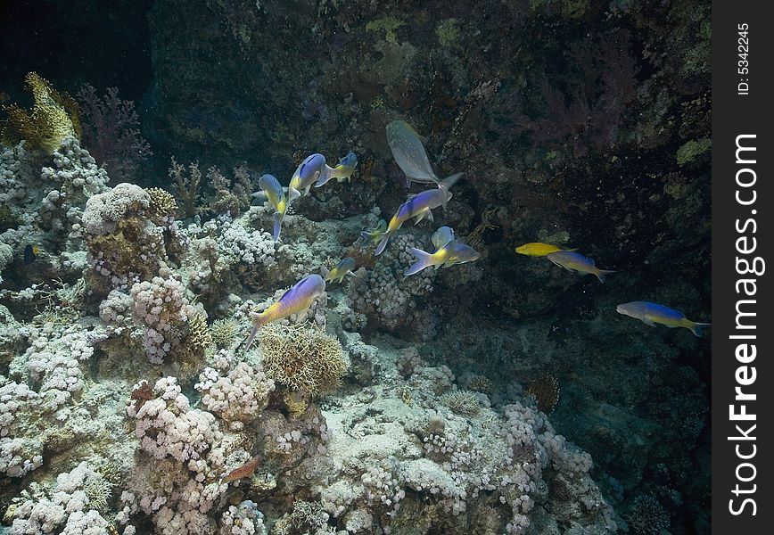 Yellowstripe goatfish (mulloidichthys vanicolensis) taken in the Red Sea.