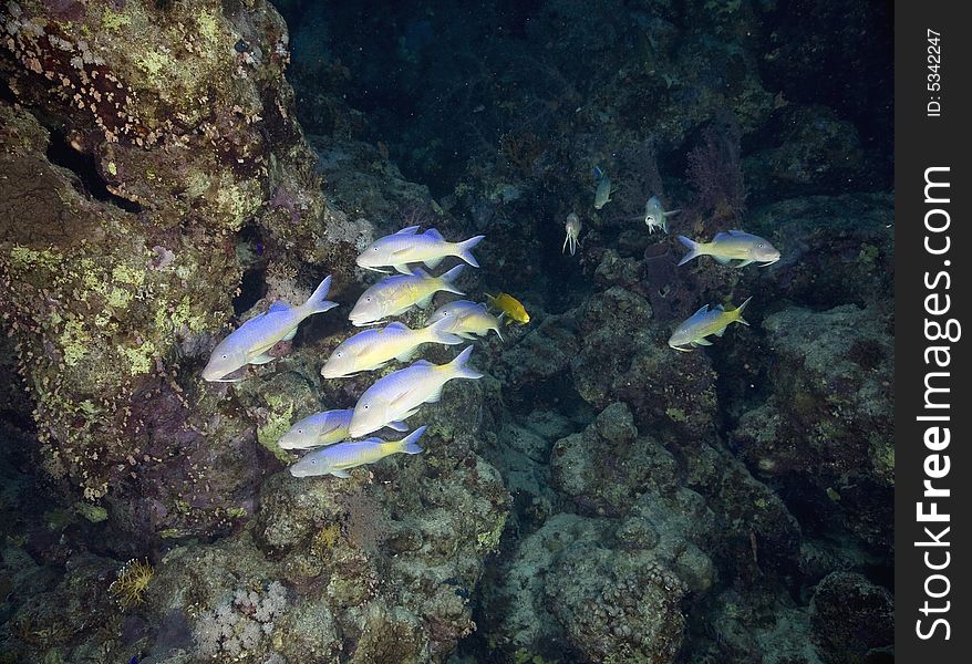 Yellowstripe goatfish (mulloidichthys vanicolensis) taken in the Red Sea.