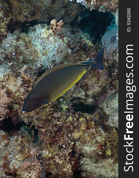 Sleek unicornfish (naso hexacanthus) taken in the Red Sea.