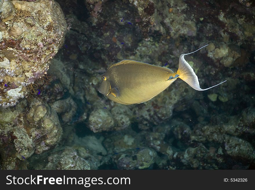 Sleek unicornfish (naso hexacanthus) taken in the Red Sea.