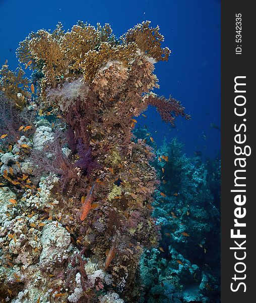 Coral and fish taken in the Red Sea.