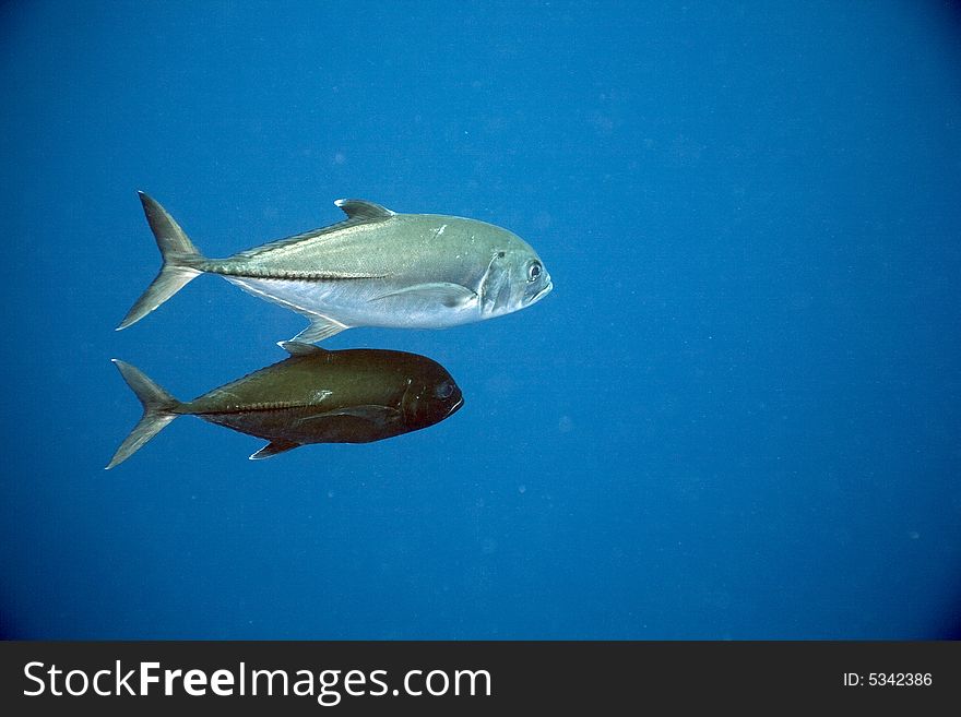 Bigeye trevally ( caranx sexfasciatus)taken in the Red Sea.