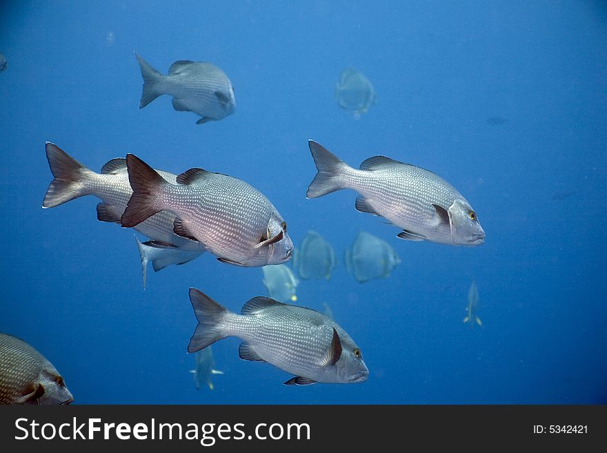 Twinspot snappers (lutanus bohar)
 taken in the Red Sea.