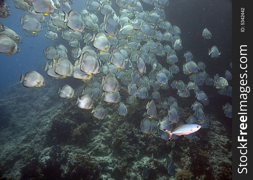 Orbicular spadefish (platax orbicularis) taken in the Red Sea.