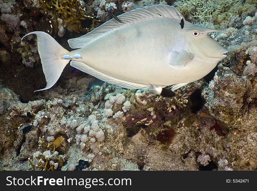 Bluespine unicornfish (naso unicornis) taken in the Red Sea.