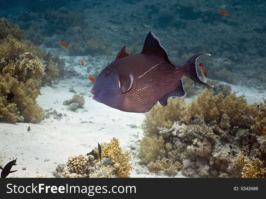 Blue triggerfish (pseudobalistes fuscus) taken in the Red Sea.