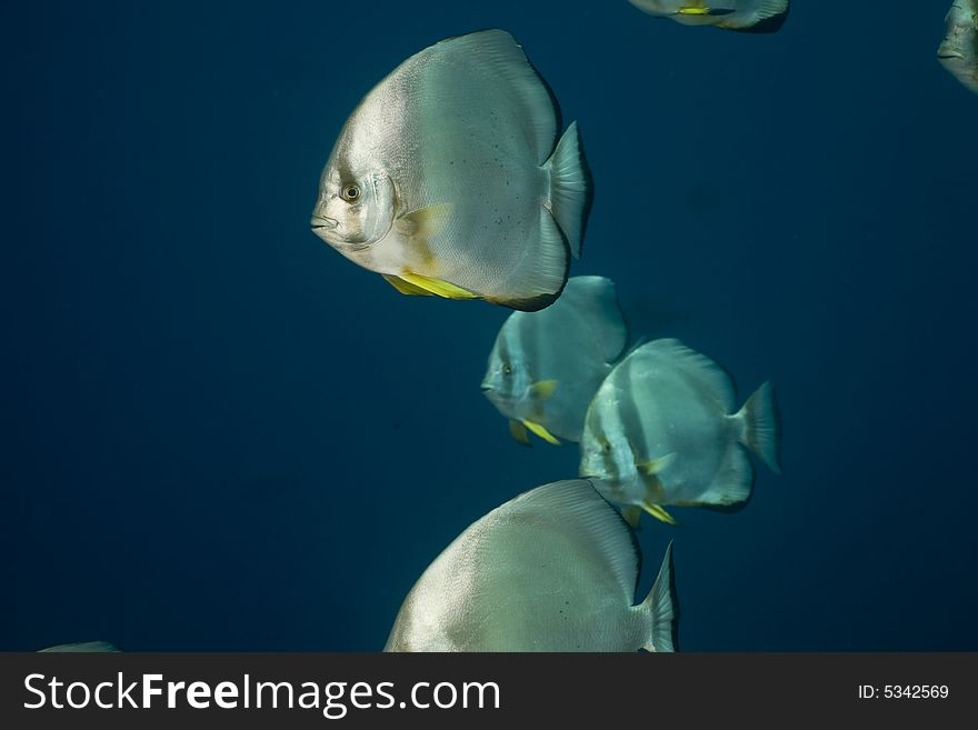 Orbicular spadefish (platax orbicularis) taken in the Red Sea.