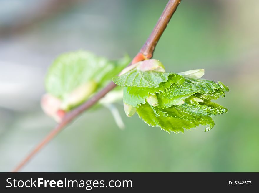 Small Leafs