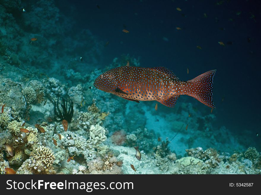 Red sea coralgrouper (Plectropomus pessuliferus) taken in the Red Sea.