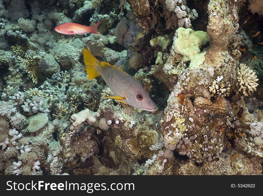 One-spot snapper (lutanus monostigma) taken in the Red Sea.