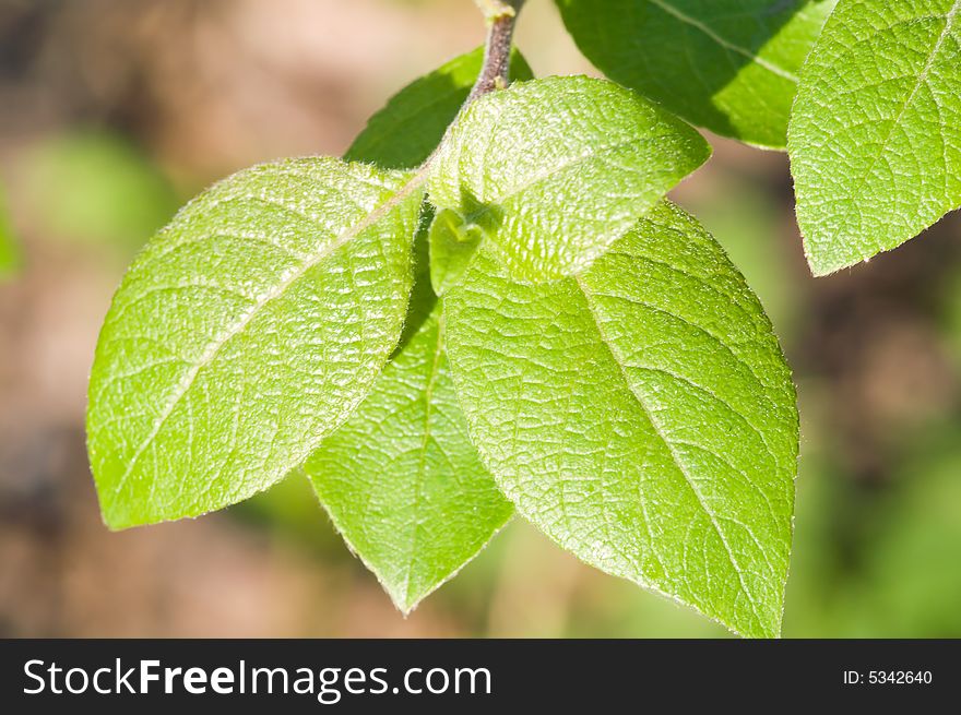 Young leaves on the branch