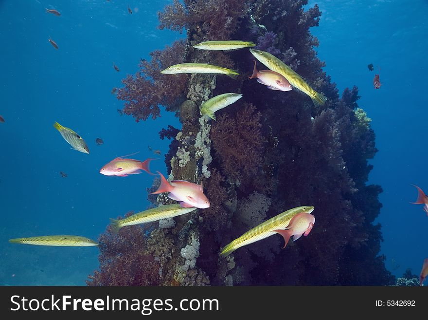 Cigar wrasse (chelio inermis) taken in the Red Sea.