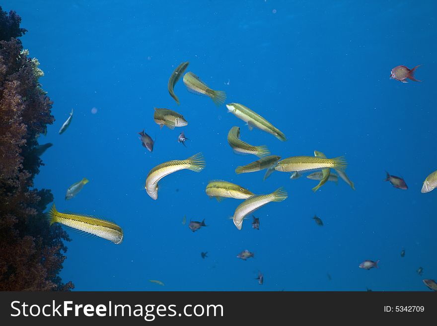 Cigar wrasse (chelio inermis) taken in the Red Sea.