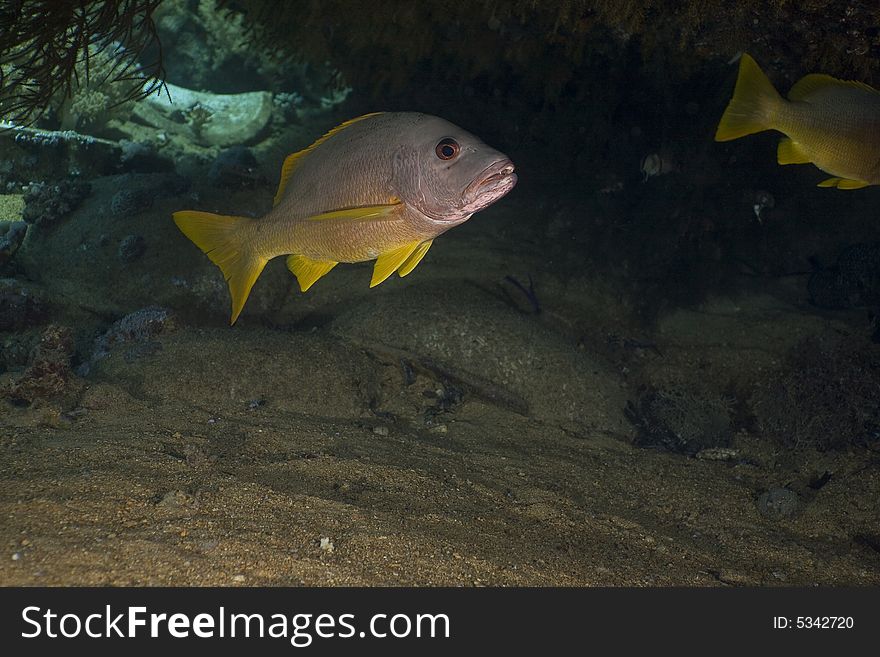One-spot snapper (lutanus monostigma) taken in the Red Sea.