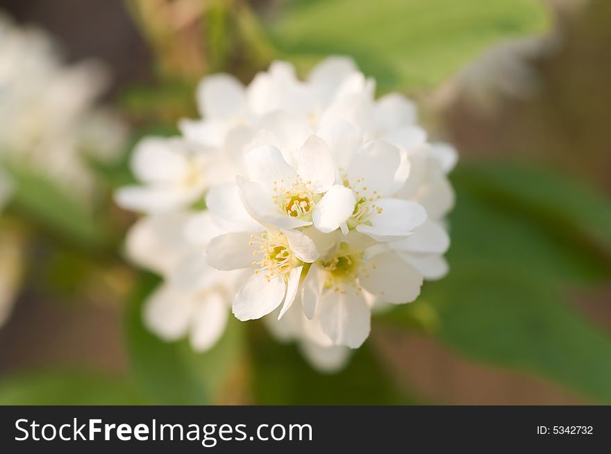 Bird cherry blossom on green background