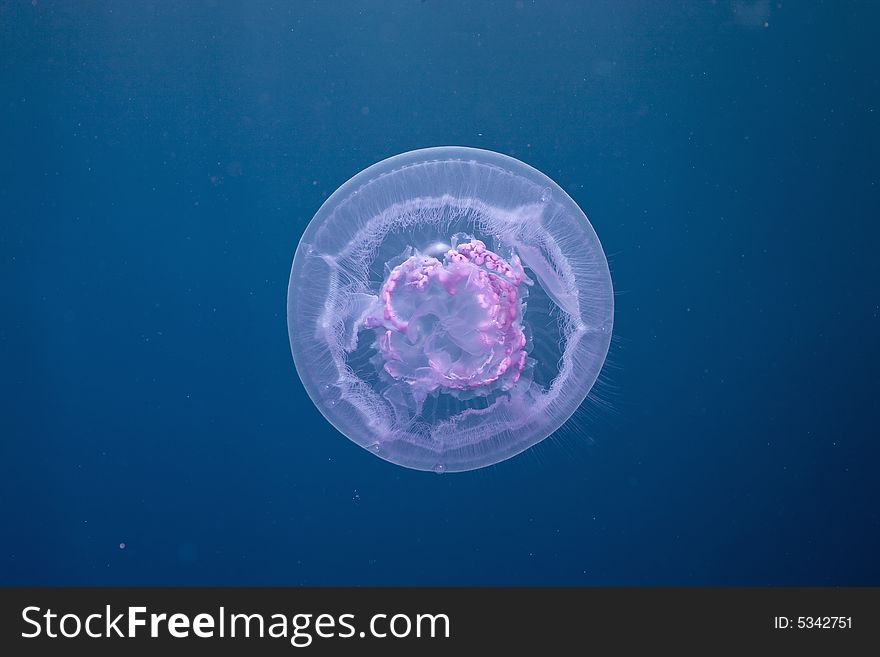 Moon jellyfish ( aurelia sp. aurita) taken in the Red Sea.