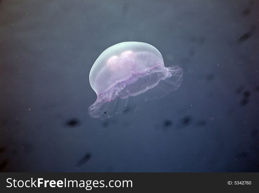 Moon jellyfish ( aurelia sp. aurita) taken in the Red Sea.