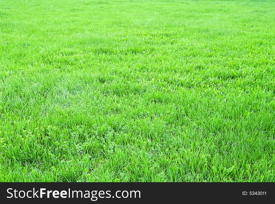 Green grass field in perspective