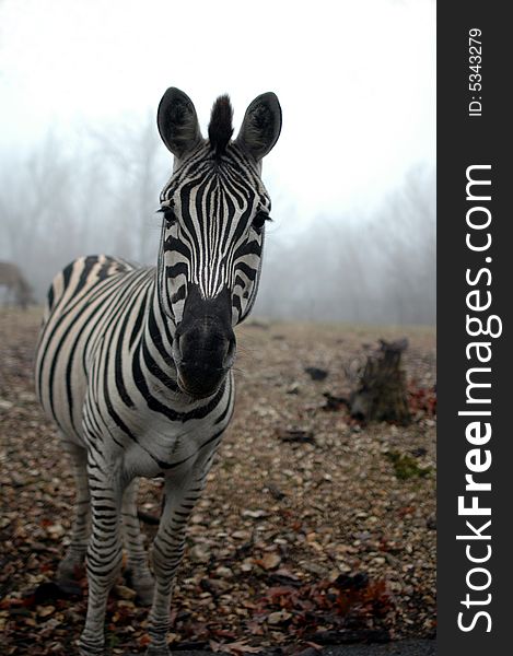 A black and white zebra stands alone with fog and sky in the background. A black and white zebra stands alone with fog and sky in the background.