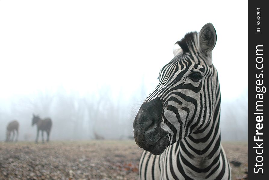 A striped zebra stands in front of a foggy forest on a winter day. A striped zebra stands in front of a foggy forest on a winter day.