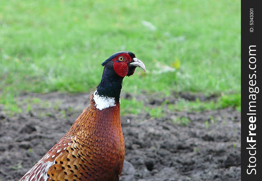 This is nice close up to a pheasant in one of the british country sites.