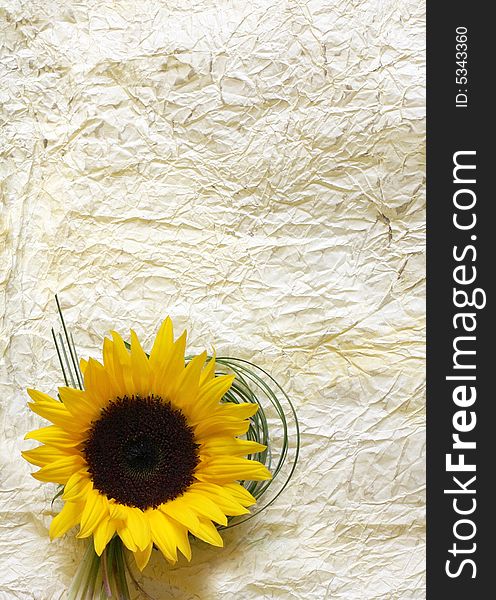 Crumbled paper background with sunflower . Crumbled paper background with sunflower