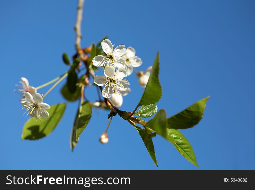 Cherry Blossoms Close up, sky, spring