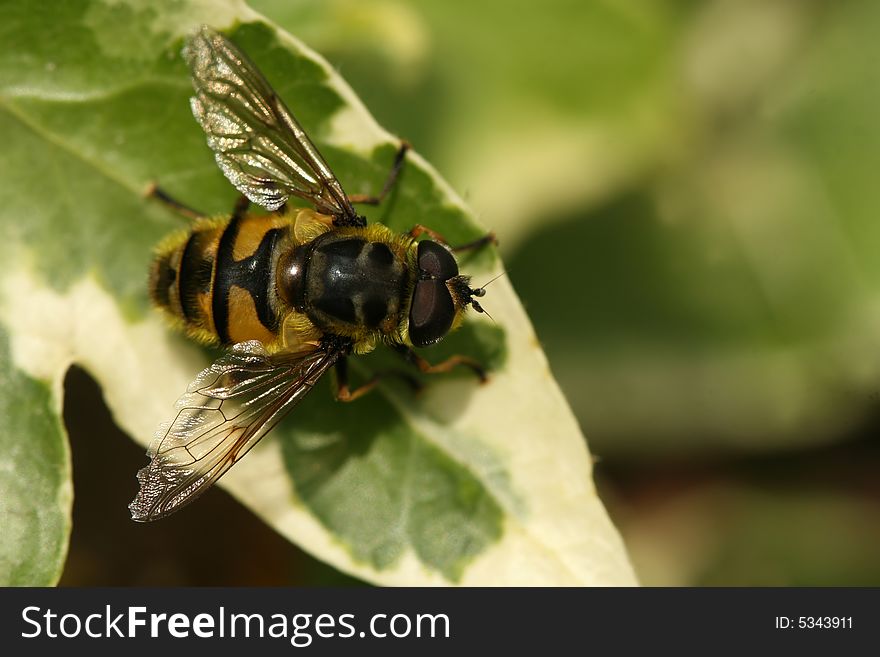 Bee sitting on a leaf. Bee sitting on a leaf