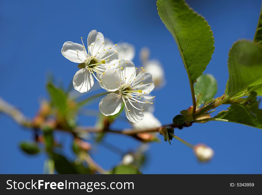 Cherry Blossoms, Close up, blue sky,