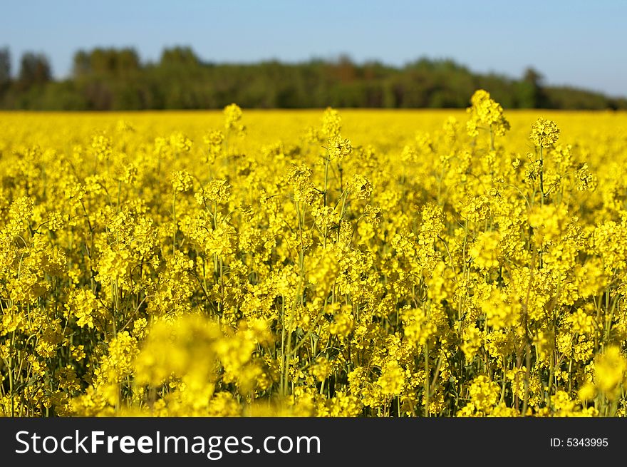 Canola Field