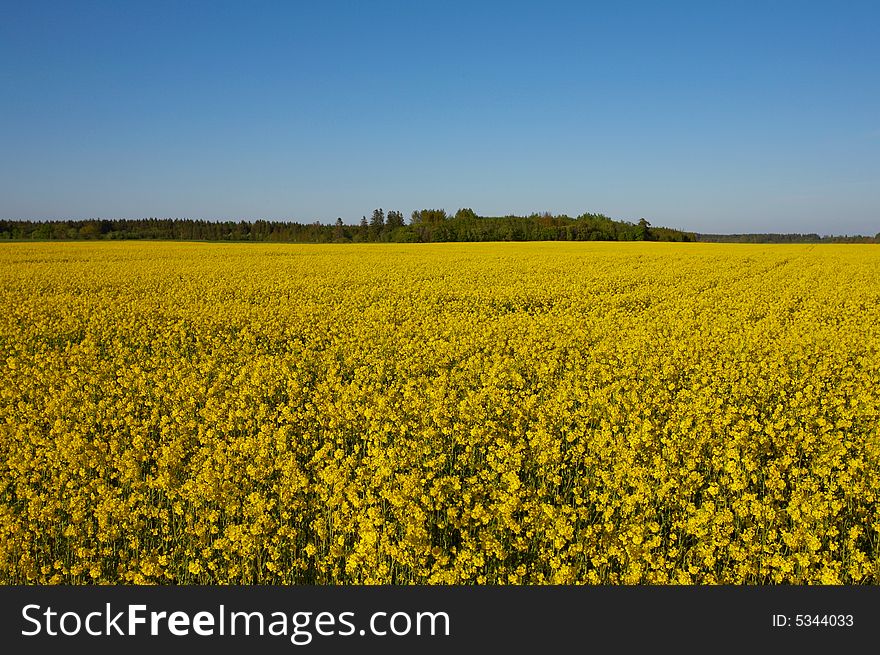 Canola Field