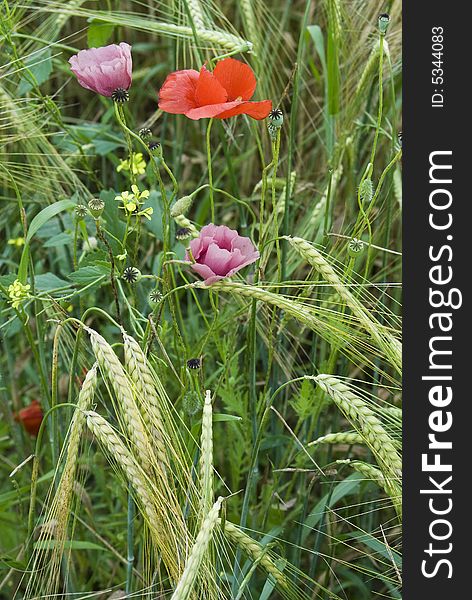 Red and pink poppies in a wheat field. Red and pink poppies in a wheat field