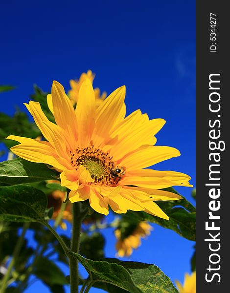 Sunflower... selective focus, Helianthus annuus,