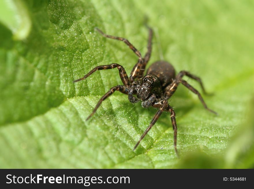 Dark spider sitting on leaf