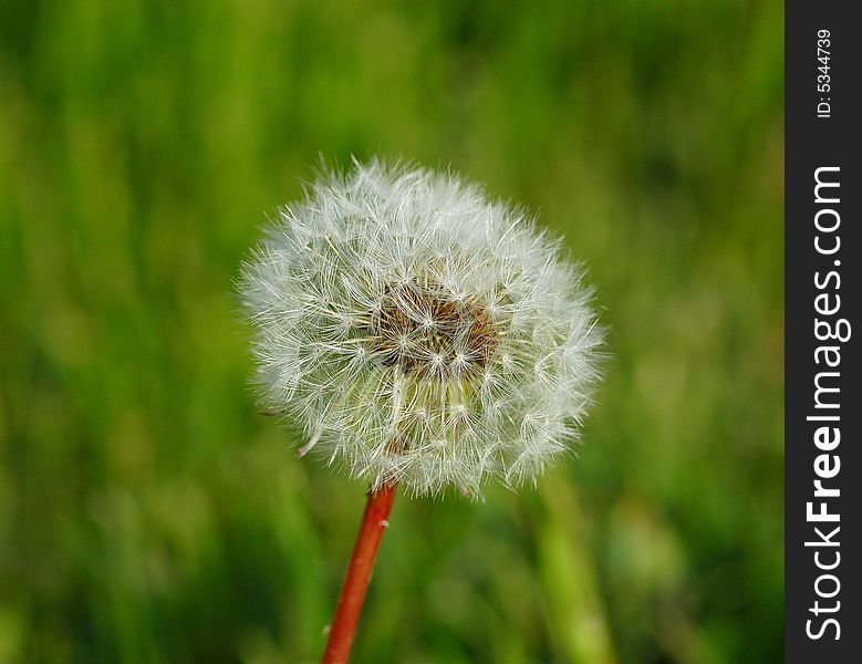 Dandelion in the wild nature