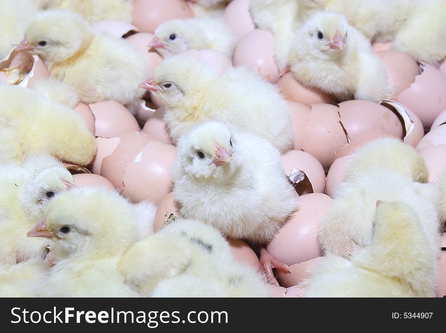 Group young chickens in tray