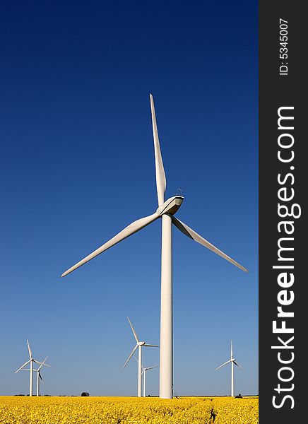 Wind turbines in a rape field