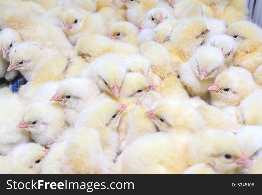 Group young chickens in tray