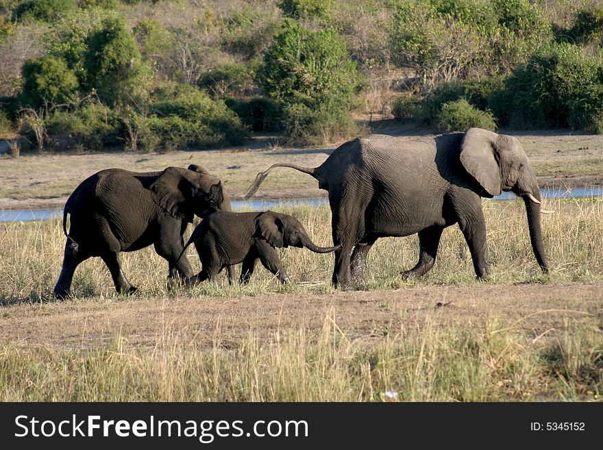 Elephant family walking together in the Okavango Delta in Botswana. Elephant family walking together in the Okavango Delta in Botswana