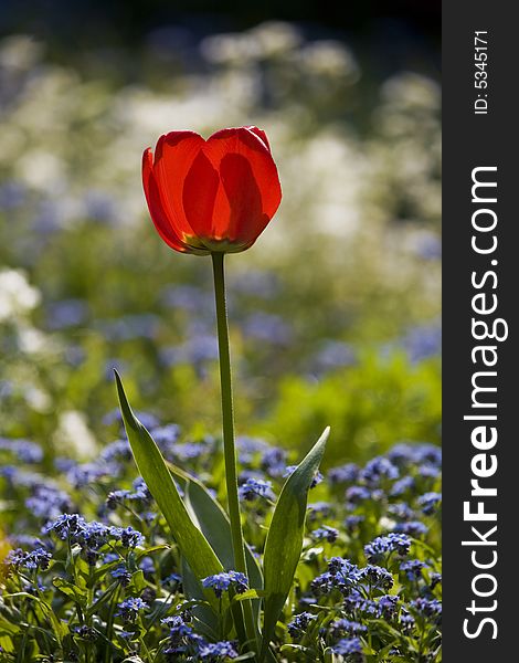 Photo of spring tulip in sunny garden