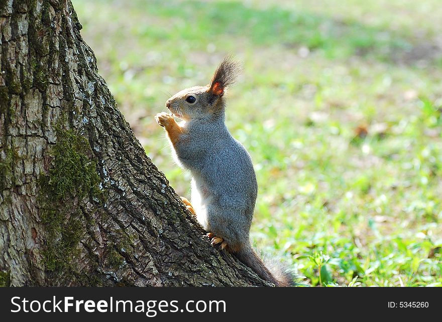 Squirrel in the wild nature