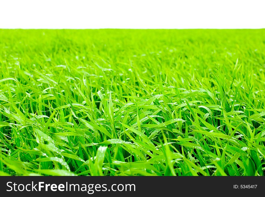 Grass isolated on white background