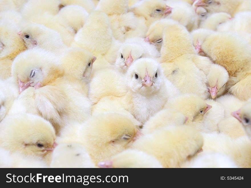 Group young chickens in tray